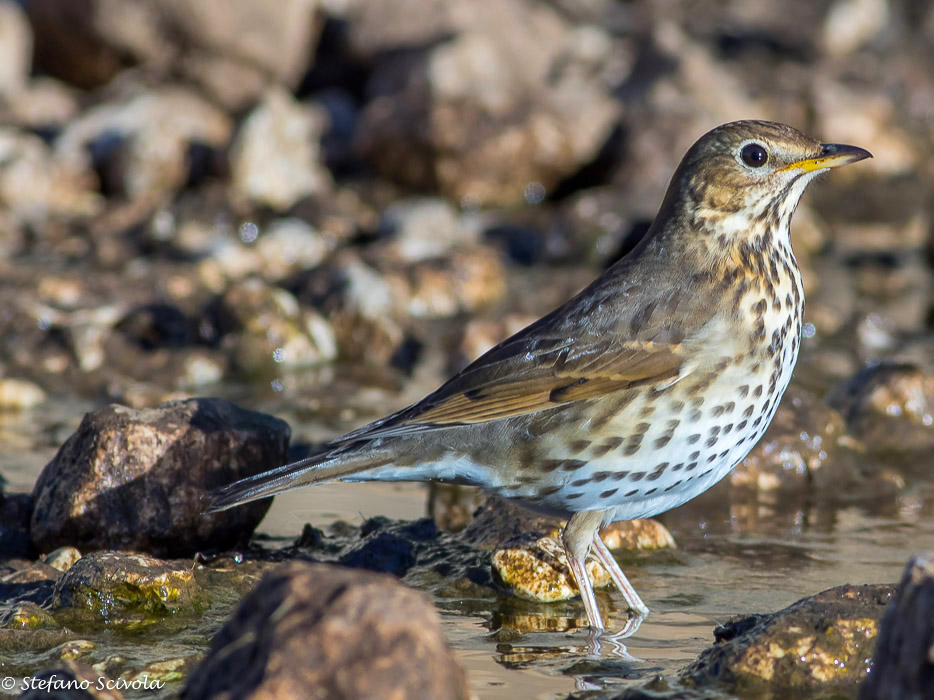 Tordo bottaccio (Turdus philomelos)