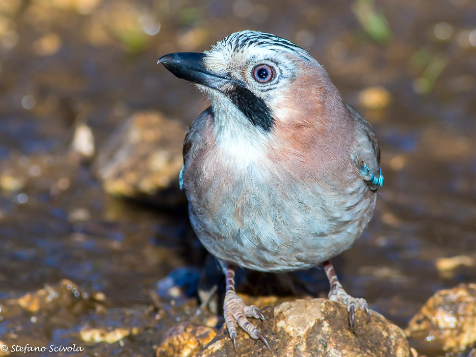 Ghiandaia (Garrulus glandarius)