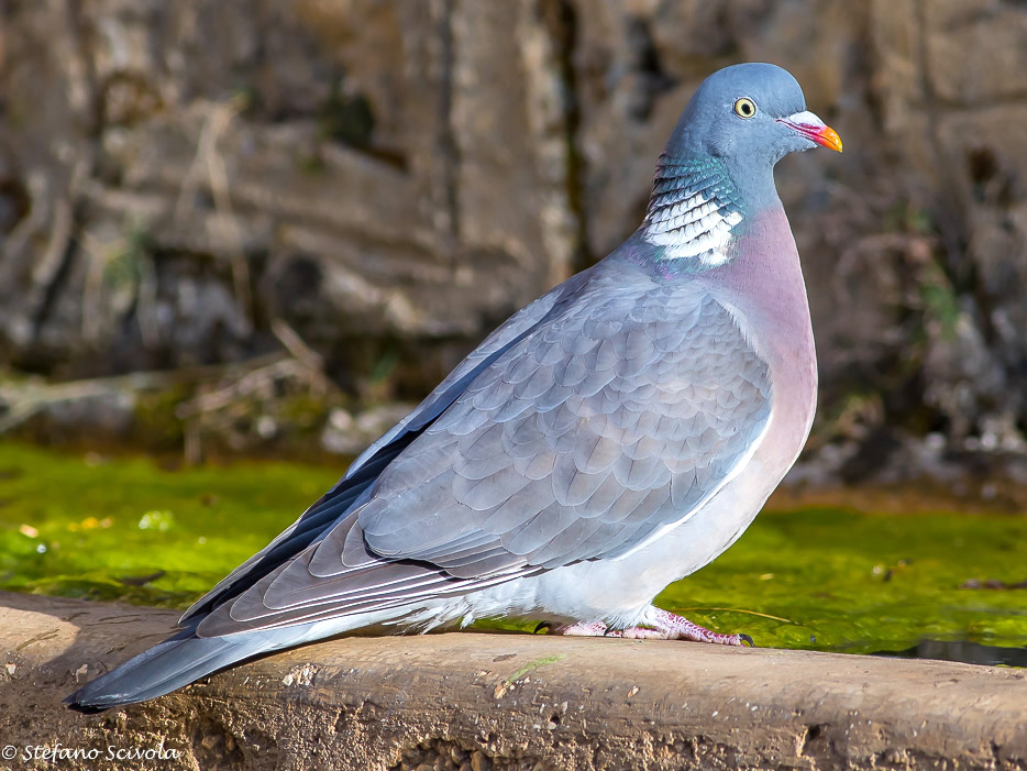 Colombaccio (Columba palumbus)