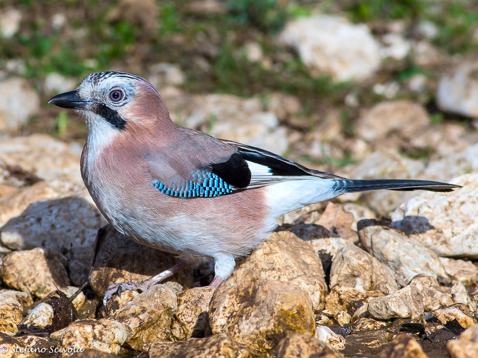 Ghiandaia (Garrulus glandarius)