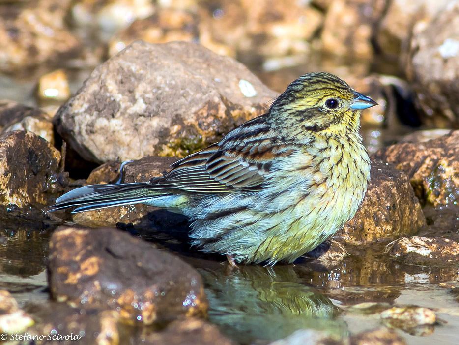 Zigolo nero (Emberiza cirlus) ♀