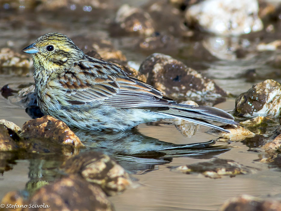 Zigolo nero (Emberiza cirlus) ♀