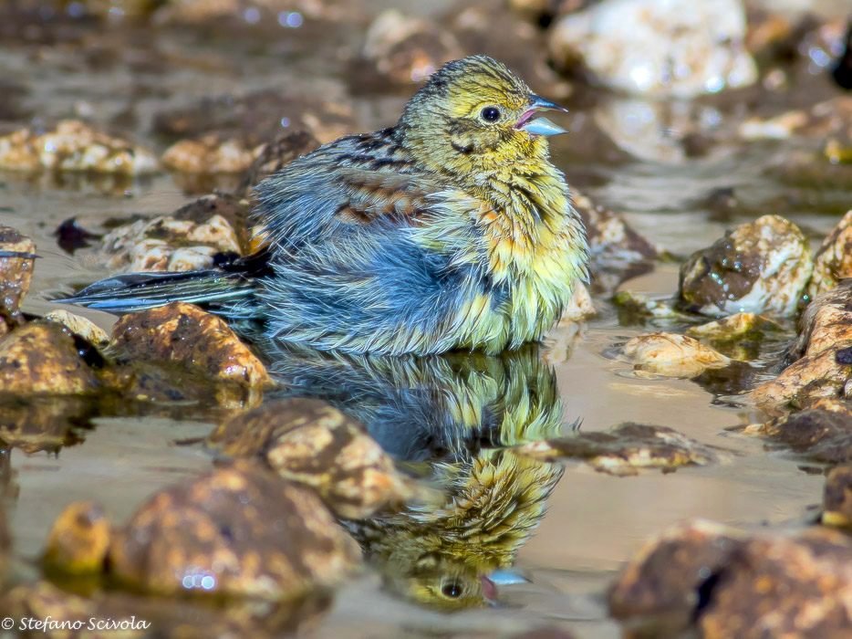 Zigolo nero (Emberiza cirlus) ♀