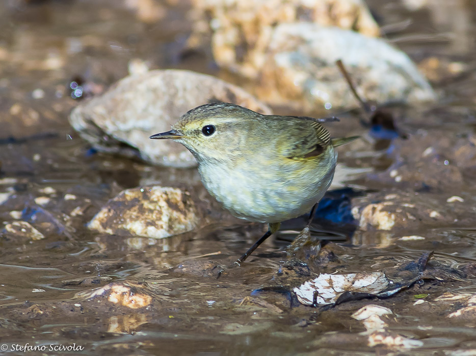 Aiuto nuova determinazione Lu:   Lu piccolo (Phylloscopus collybita)