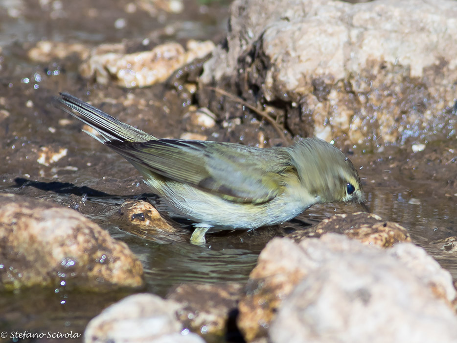 Aiuto nuova determinazione Lu:   Lu piccolo (Phylloscopus collybita)