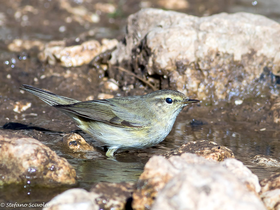 Aiuto nuova determinazione Lu:   Lu piccolo (Phylloscopus collybita)