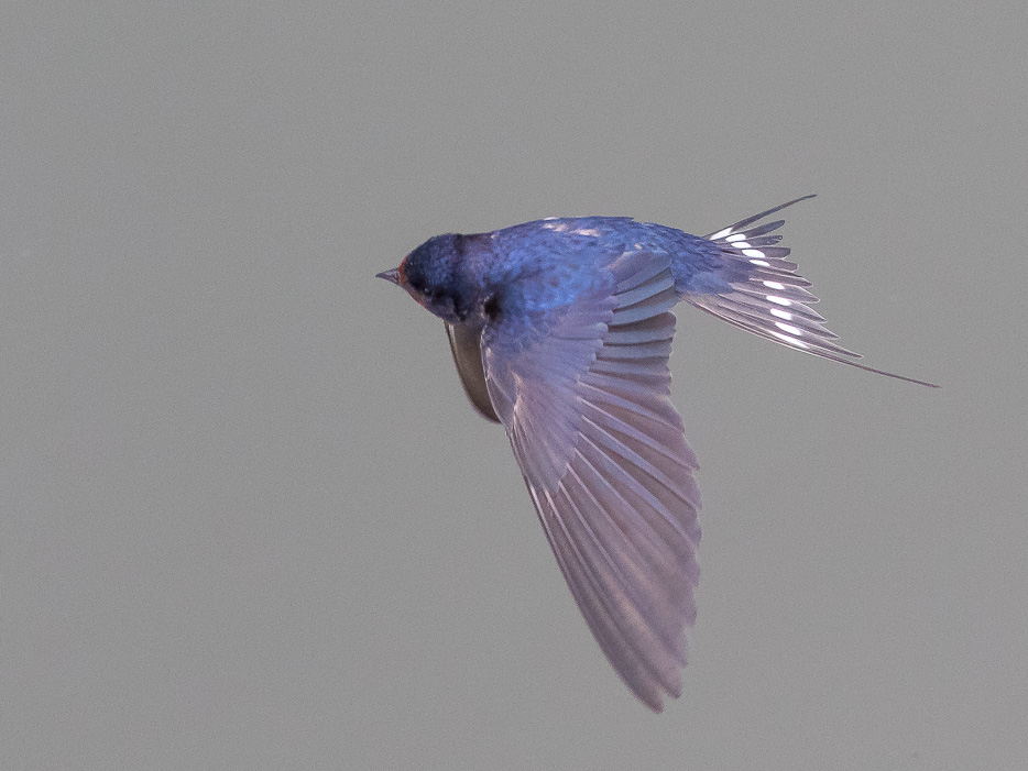Rondine comune (Hirundo rustica)