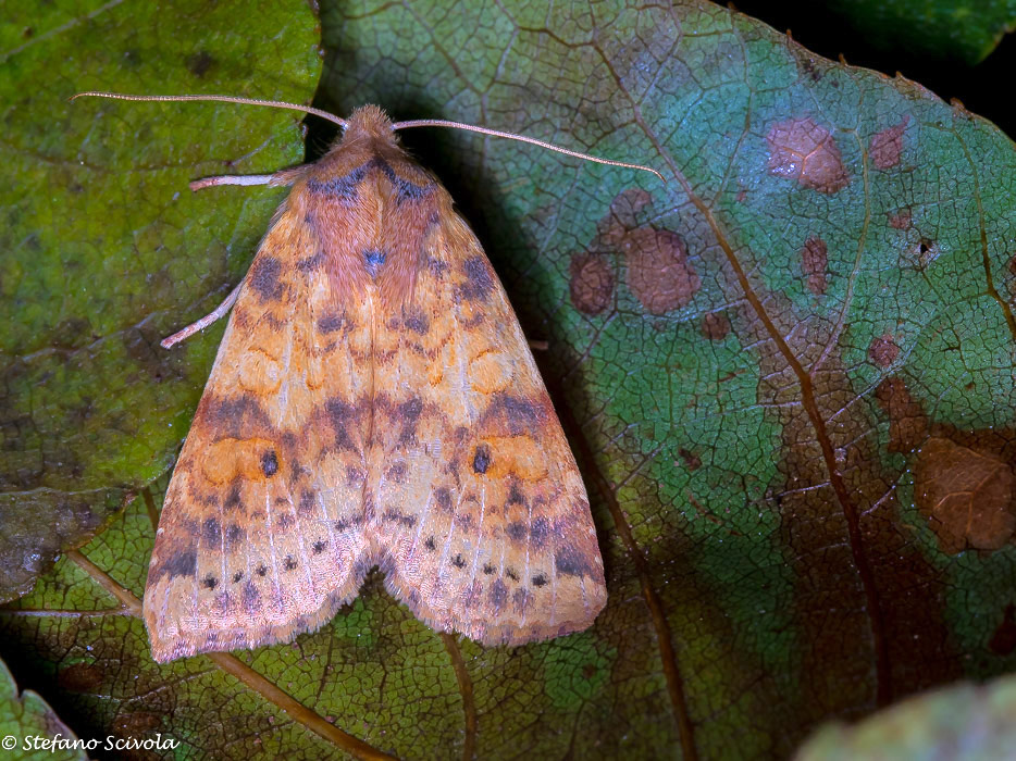 Xanthia gilvago - Noctuidae