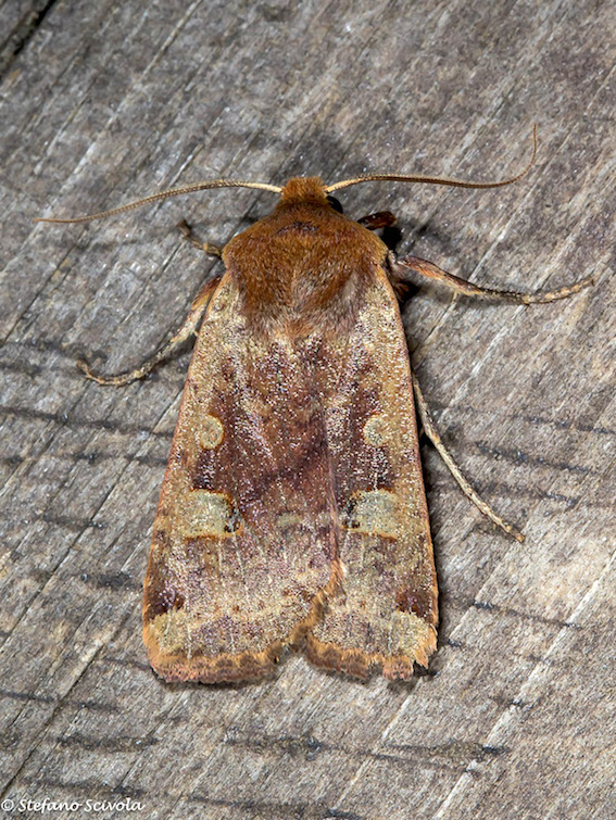 Conistra erythrocephala - Noctuidae