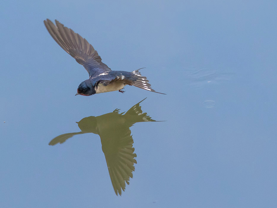 Rondine comune (Hirundo rustica)