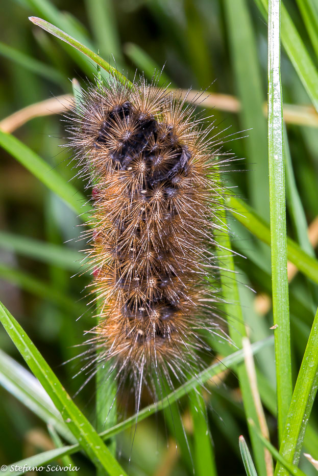 Larva di Arctia villica? S