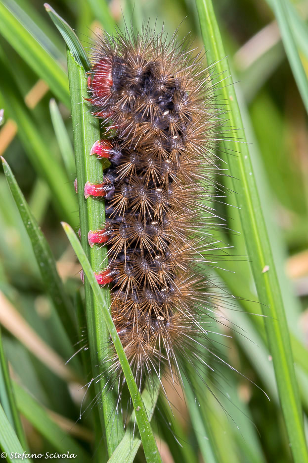 Larva di Arctia villica? S