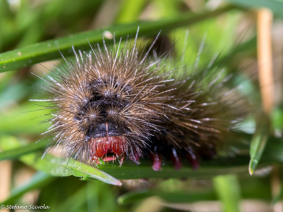 Larva di Arctia villica? S