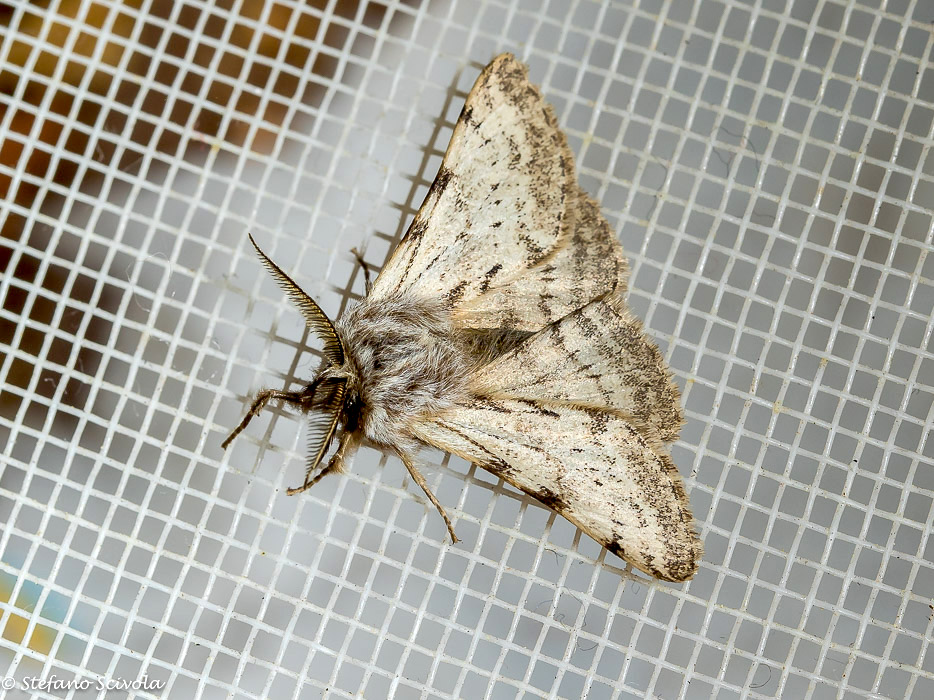 Aiuto id. larva - Lycia florentina, Geometridae