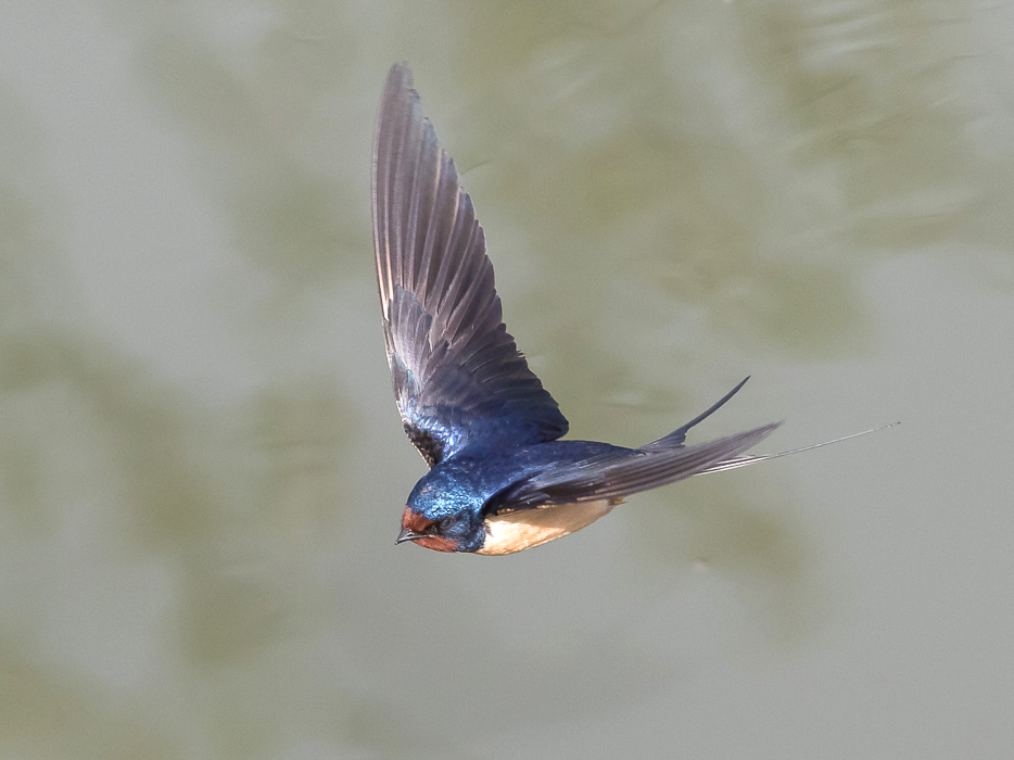 Rondine comune (Hirundo rustica)