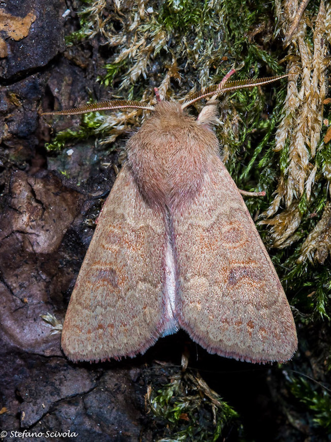 Orthosia miniosa - Noctuidae