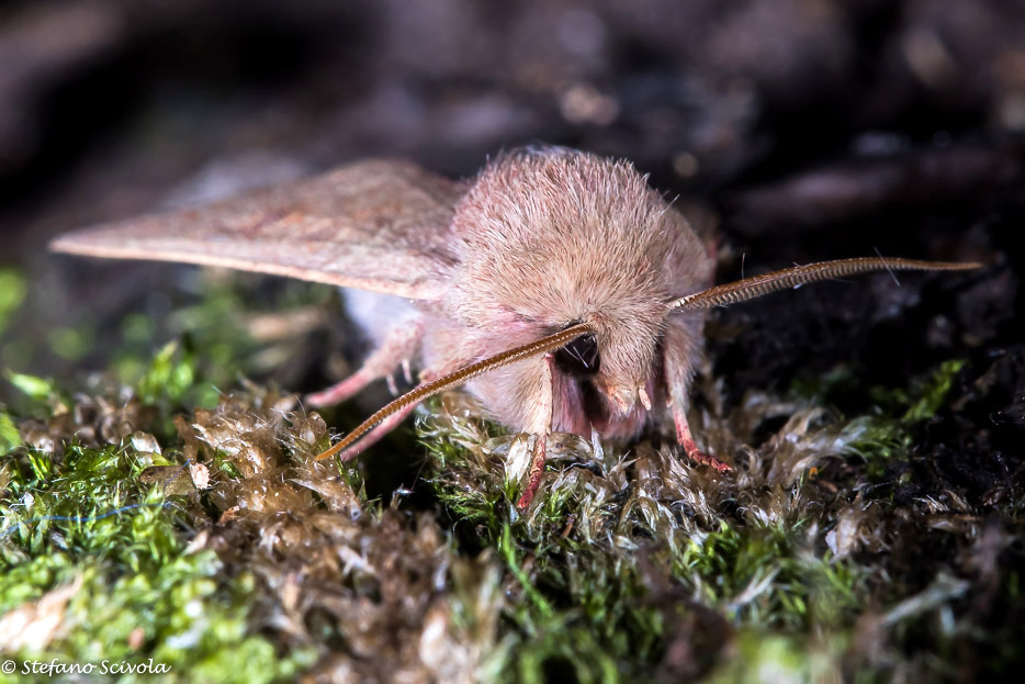 Orthosia miniosa - Noctuidae