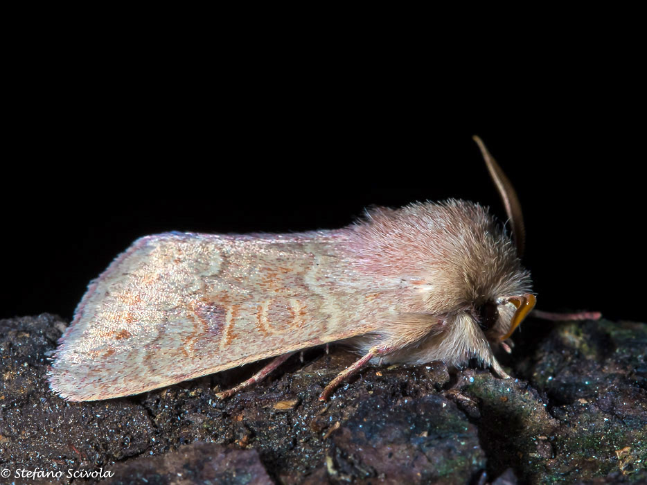 Orthosia miniosa - Noctuidae