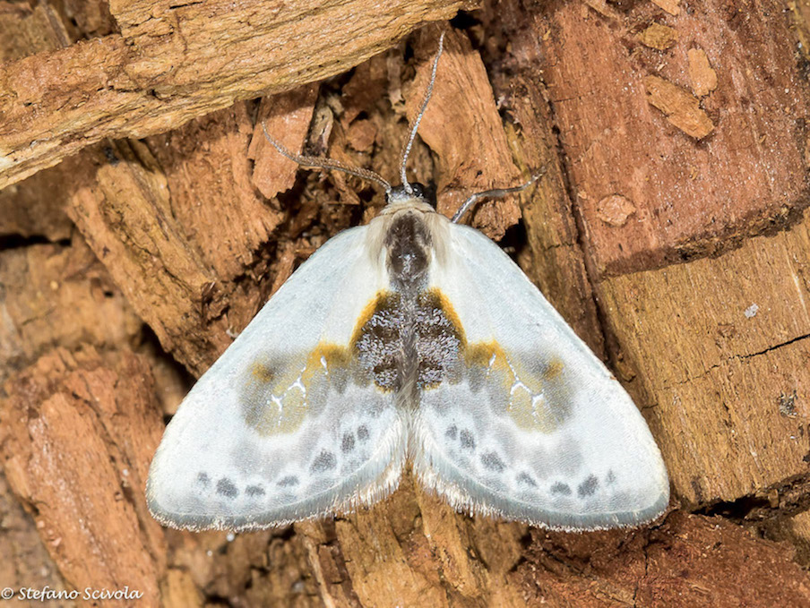 Cilix glaucata - Drepanidae