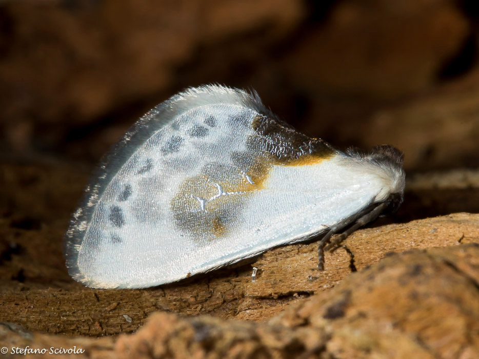 Cilix glaucata - Drepanidae