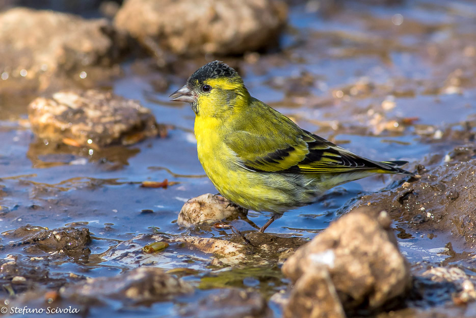 Lucherino (Spinus spinus) ♂