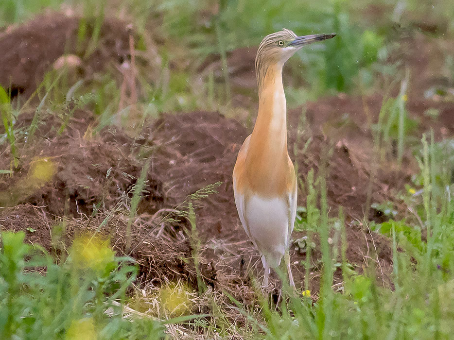 Sgarza ciuffetto (Ardeola ralloides)