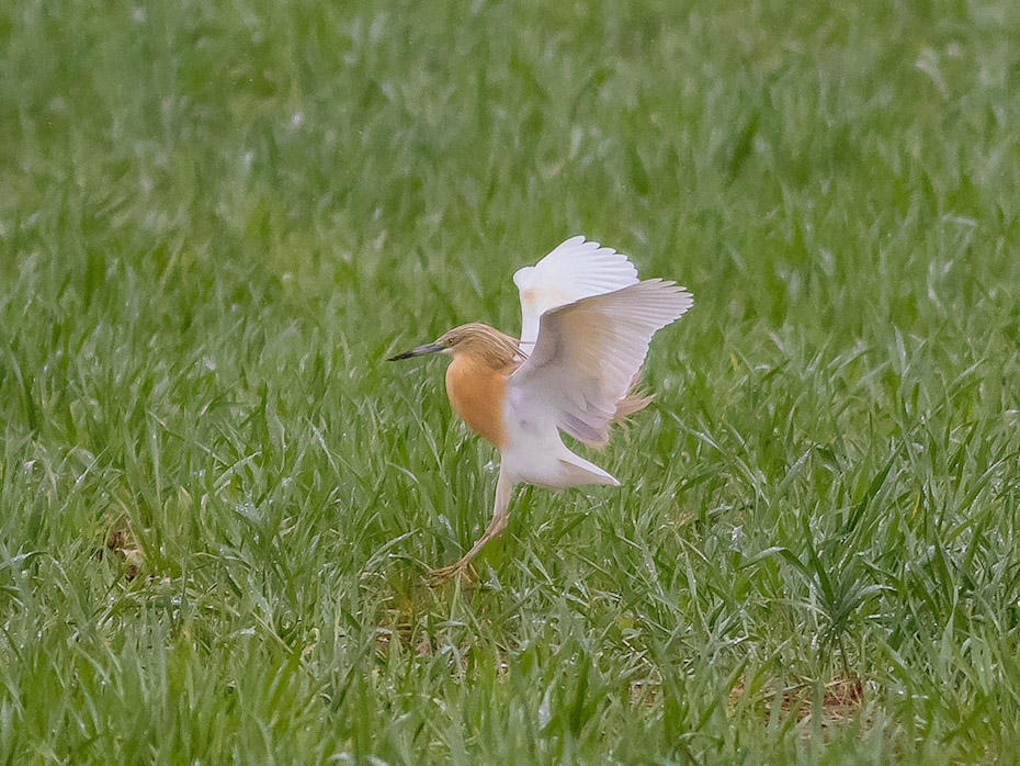 Sgarza ciuffetto (Ardeola ralloides)