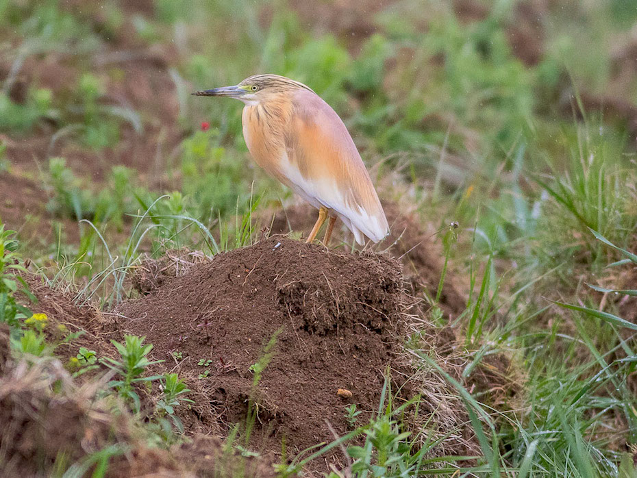 Sgarza ciuffetto (Ardeola ralloides)