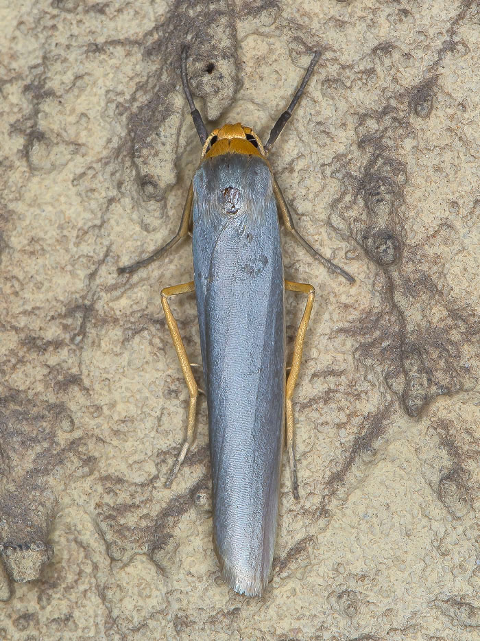 Erebidae Arctiinae da confermare: Eilema caniola