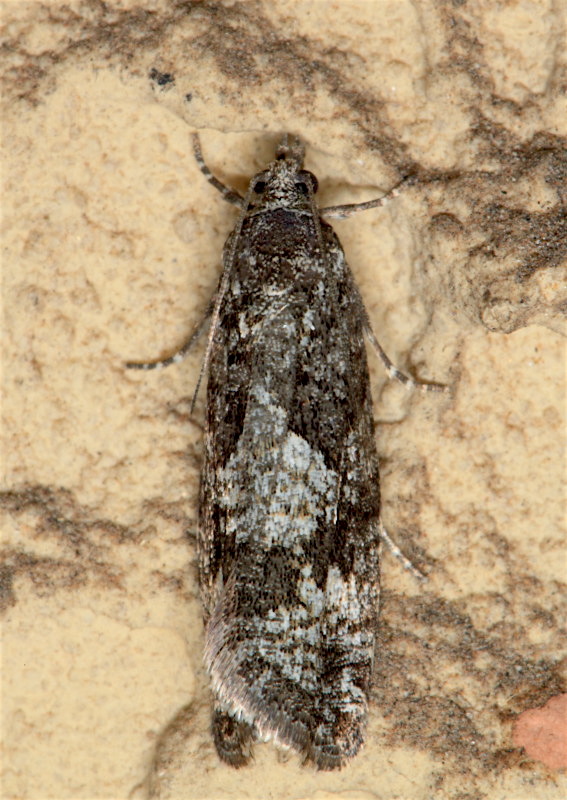Tortricidae - Zeiraphera griseana