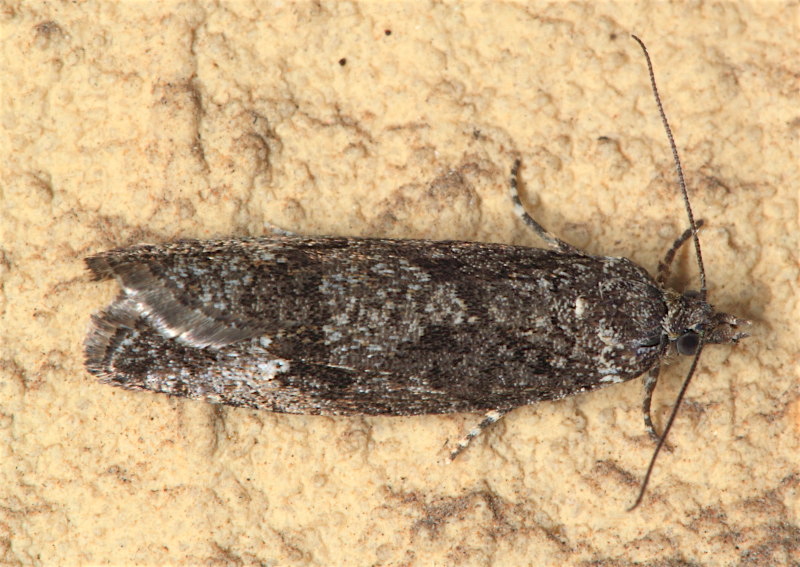 Tortricidae - Zeiraphera griseana