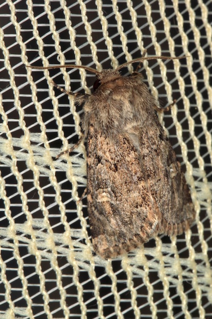 Aiuto id. Noctuidae - Luperina tiberina