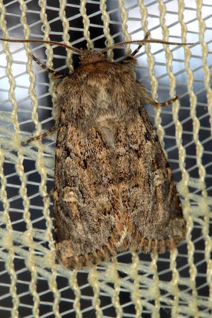 Aiuto id. Noctuidae - Luperina tiberina