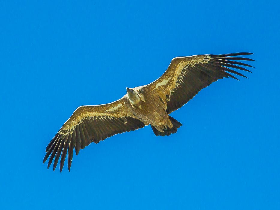 Grifoni centro Italia , Natura Mediterraneo | Forum Naturalistico