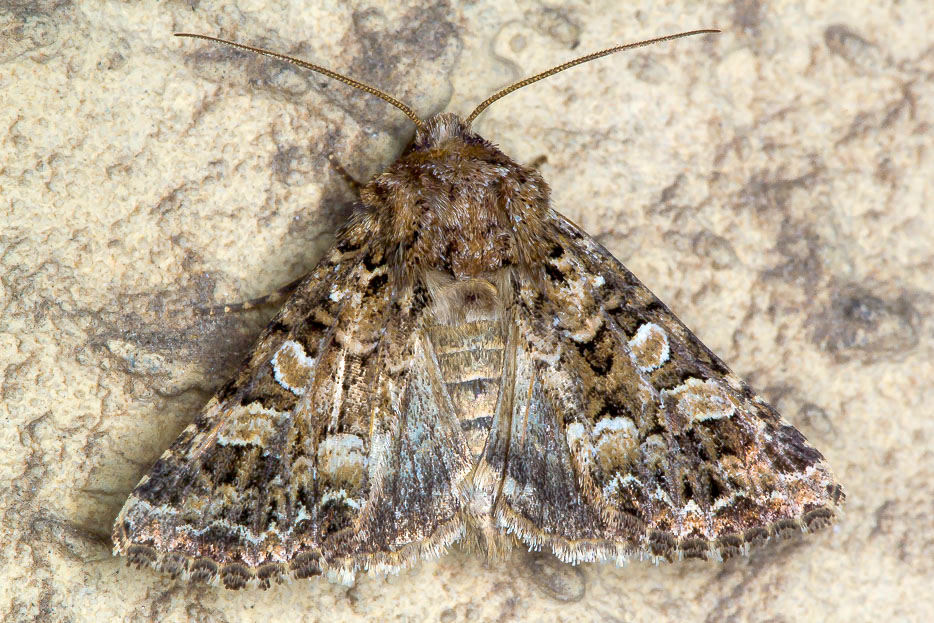 Hadena perplexa (Noctuidae)