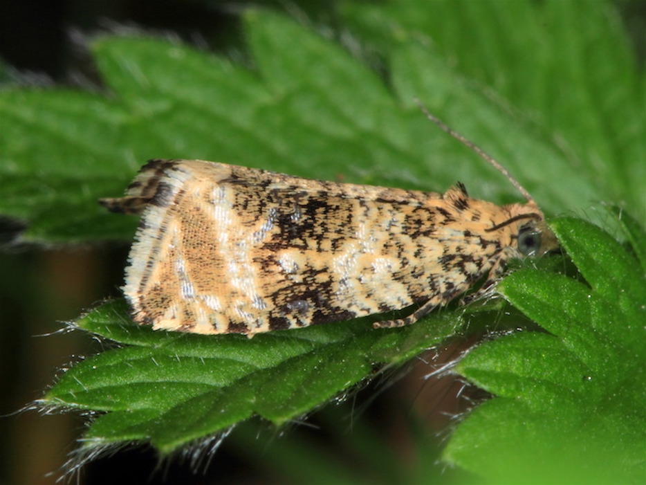 Celypha lacunana,  Tortricidae