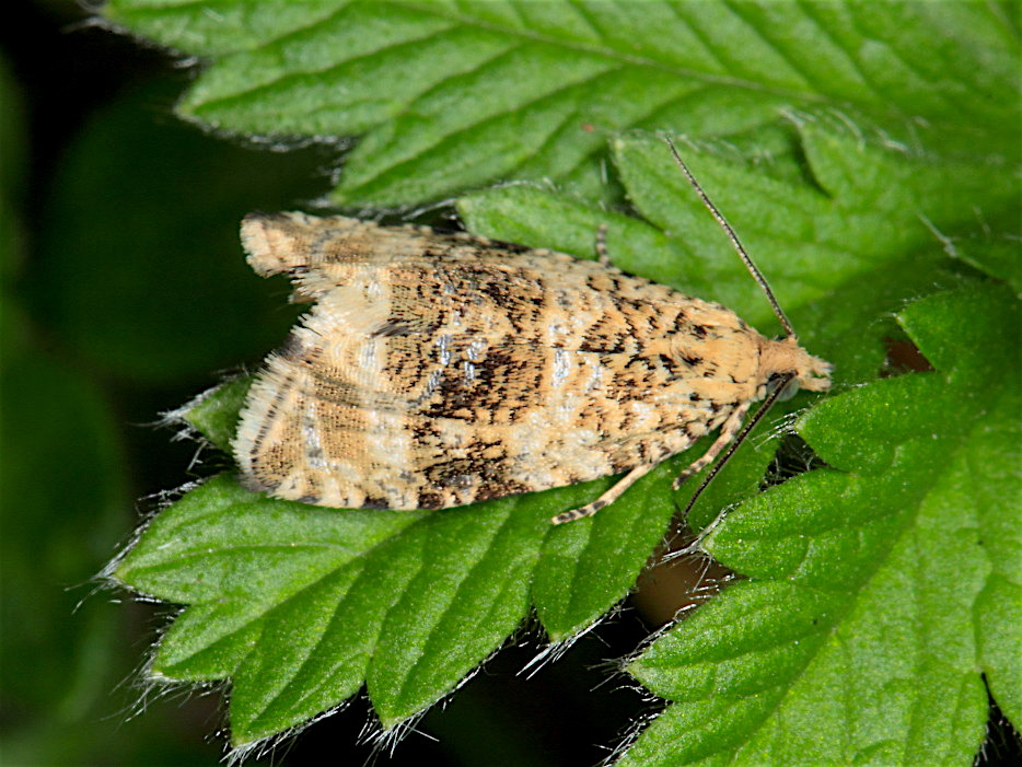 Celypha lacunana,  Tortricidae