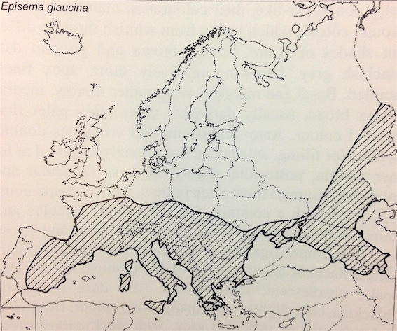 Noctuidae -  Episema glaucina