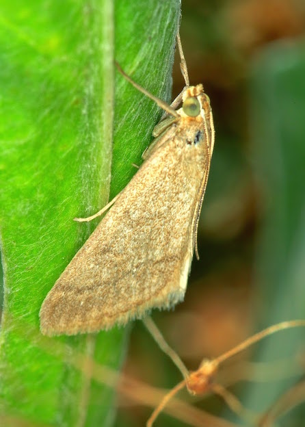 Crambidae Evergestinae - Evergestis mundalis