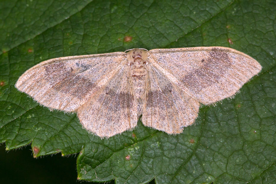 Idaea aversata - Geometridae