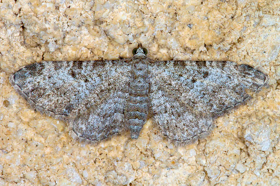 Eupithecia da confermare - Eupithecia impurata. Geometridae