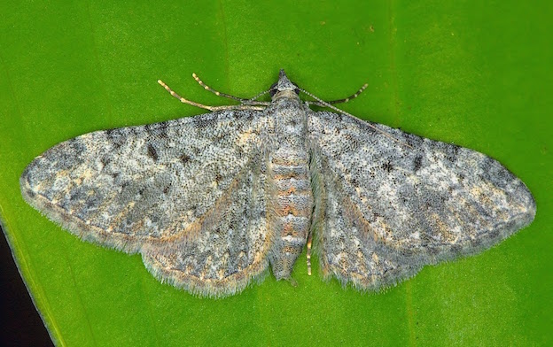 Eupithecia 1 - Eupithecia semigraphata