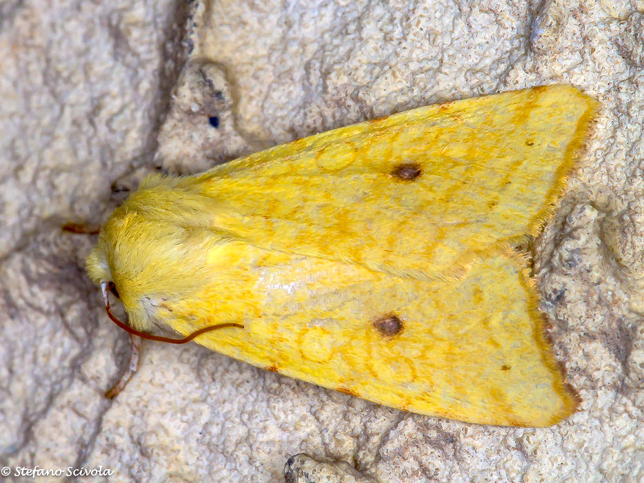 Xanthia icteritia - Noctuidae