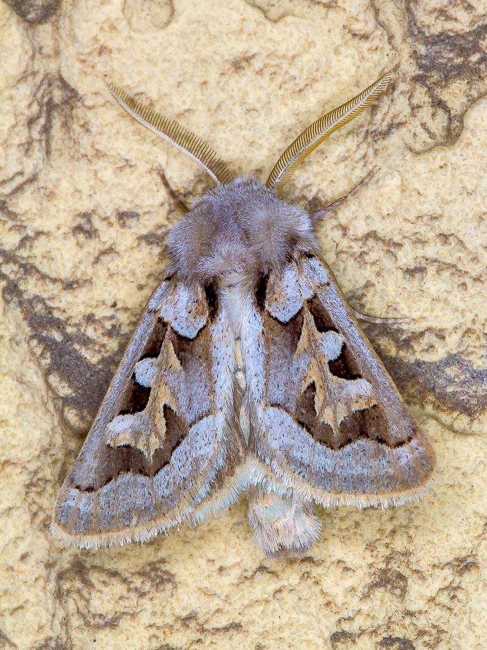 Noctuidae -  Episema glaucina