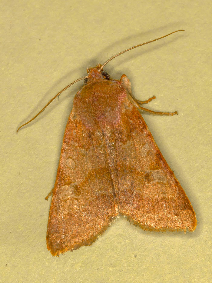 Noctuidae - Agrochola helvola