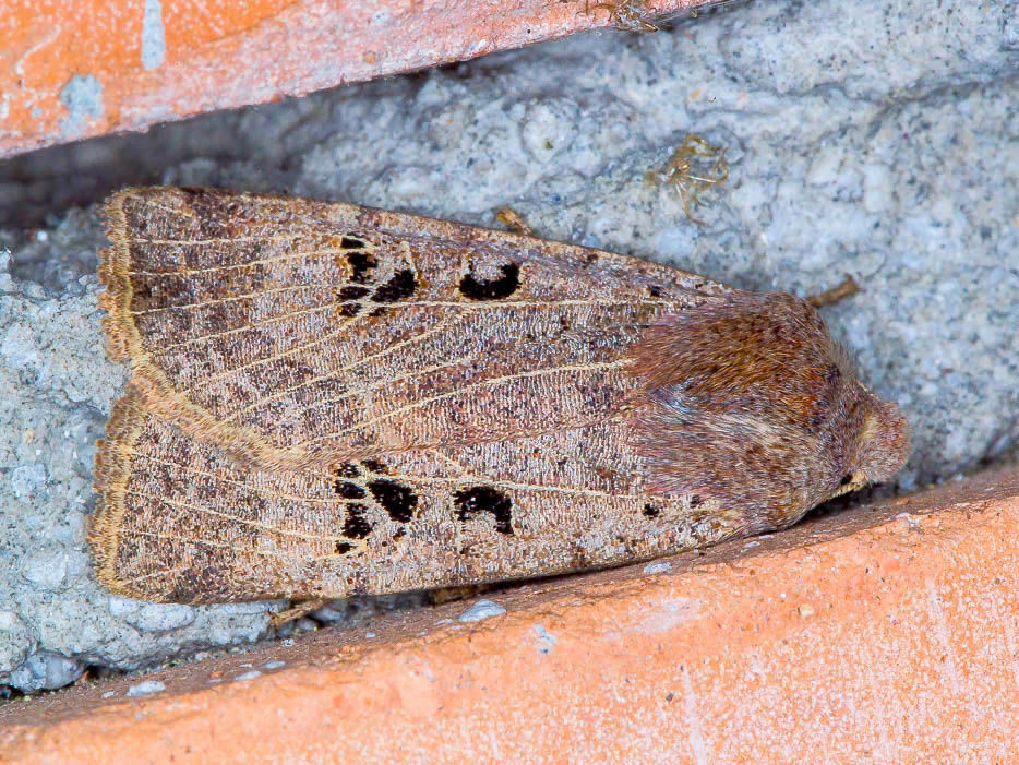 Altri Macroheterocera invernali