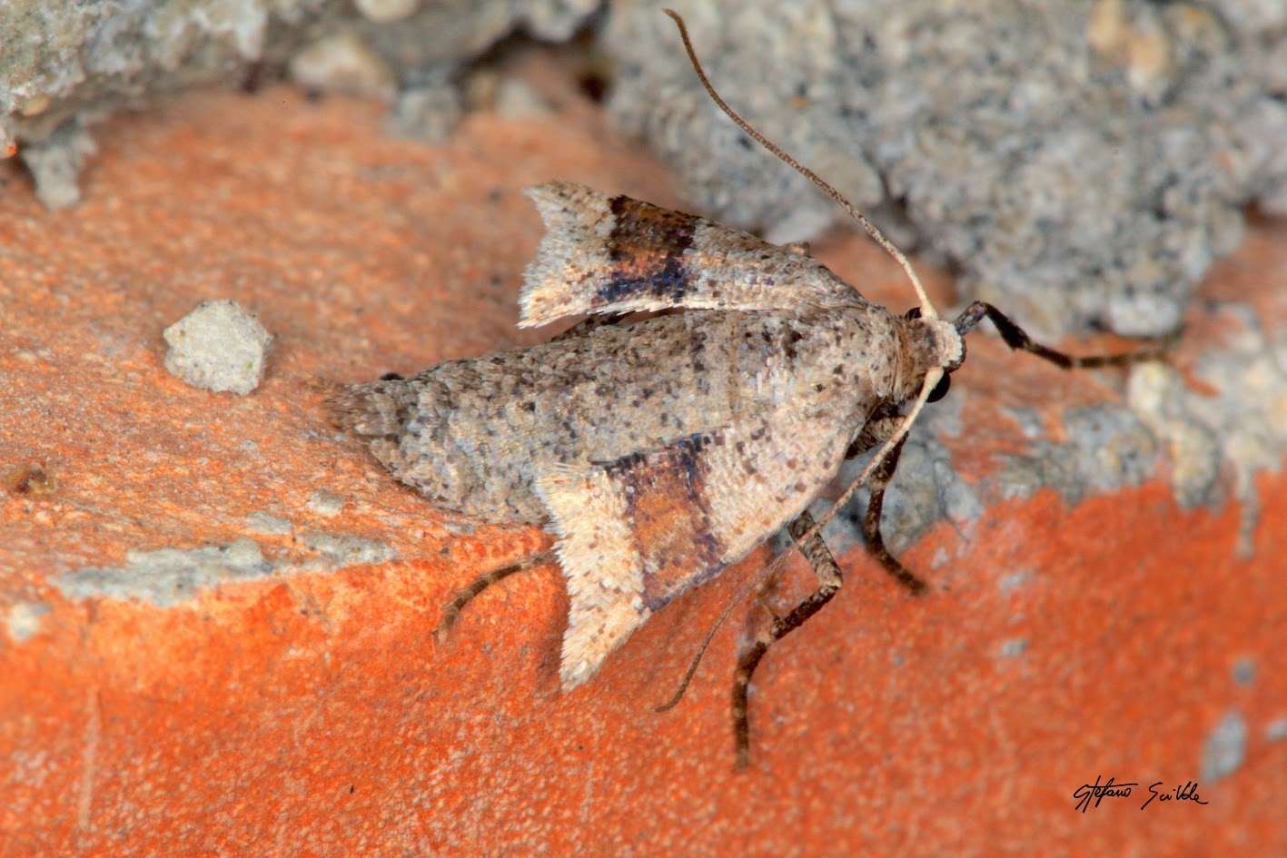 Geometridae - Theria primaria