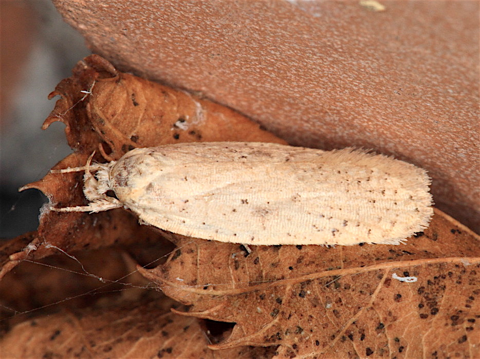 Elachistidae: Agonopterix cfr. subpropinquella