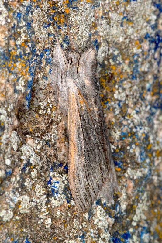 Noctuidae - Cucullia cfr. chamomillae