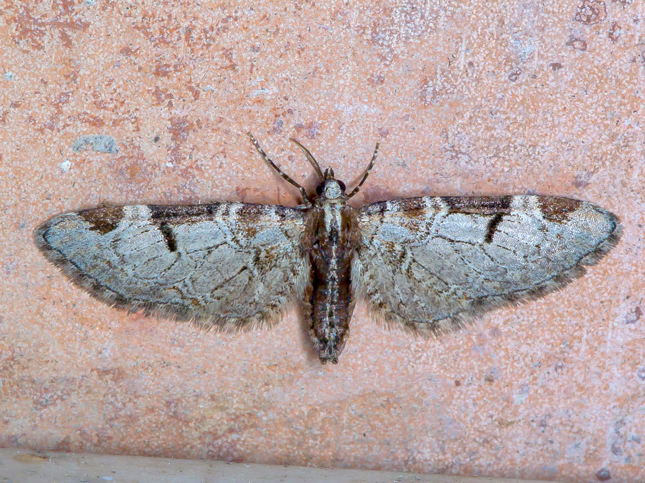 Geometridae - Eupithecia insigniata